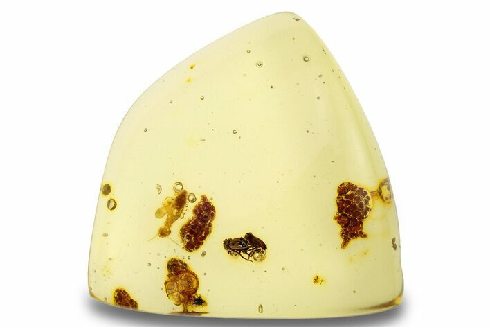 Polished Colombian Copal ( g) - Contains Insects! #264010